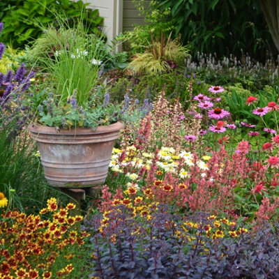 Pack of 12 Mixed Winter Hardy Perennial Plants in 9cm Pots - Garden Ready Autumn Bedding Plants in 9cm Pots Garden Plants Extremel - 5