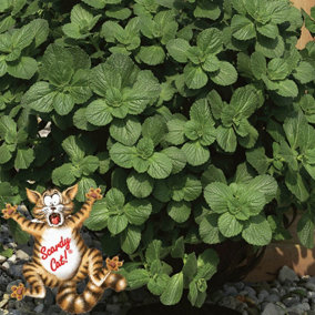 Pack of 12 'Scaredy Cat' Coleus Canina Jumbo Plugs Ready to Plant