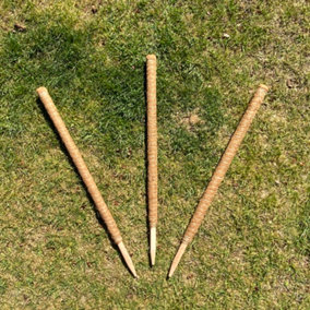 Pack of 3 Coco Fibre Palm Stick Plant Supports (80cm)