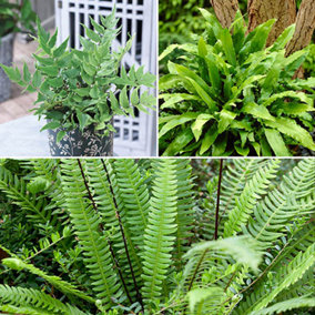 Pack of 3 Evergreen Hardy Ferns in 9cm Pots Ferns Plants Outdoor Garden Ready Perfect for Garden Shaded Areas