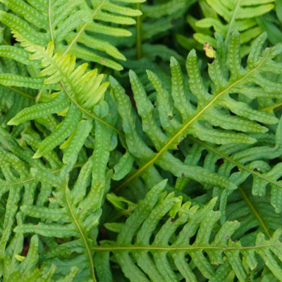 Pack of 3 Evergreen Hardy Ferns in 9cm Pots Ferns Plants Outdoor Garden Ready Perfect for Garden Shaded Areas