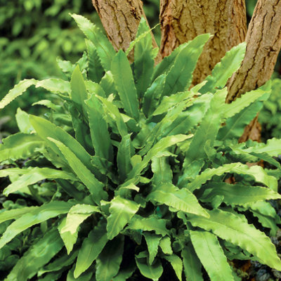 Pack of 3 Evergreen Hardy Ferns in 9cm Pots Ferns Plants Outdoor Garden Ready Perfect for Garden Shaded Areas - 3
