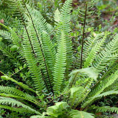 Pack of 3 Evergreen Hardy Ferns in 9cm Pots Ferns Plants Outdoor Garden Ready Perfect for Garden Shaded Areas - 4