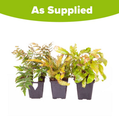 Pack of 3 Evergreen Hardy Ferns in 9cm Pots Ferns Plants Outdoor Garden Ready Perfect for Garden Shaded Areas - 5
