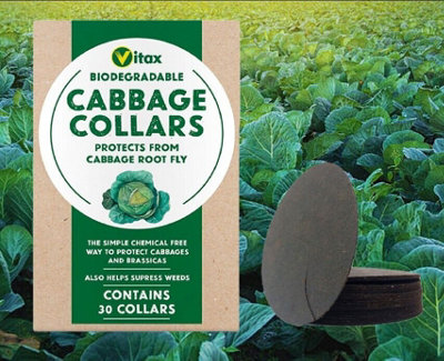 Pack of 30 Biodegradeable Cabbage Collars Protects Brassicas from ...