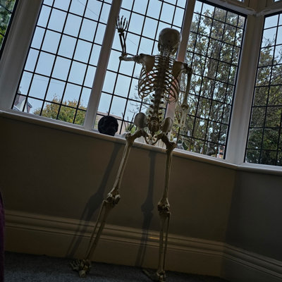Pack of 4 5ft (150cm) Posable Full Body Halloween LED Skeleton ...