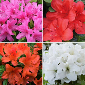 Pack Of 4 Mixed Azaleas (20 - 30cm Height Including Pot) - Assorted Azalea Plants, Pack of 4