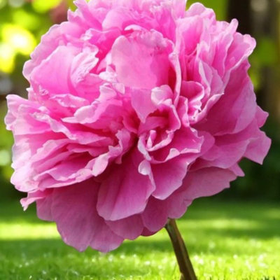 Paeonia Bare Roots - Alex Fleming - Spring Flowering Perennials
