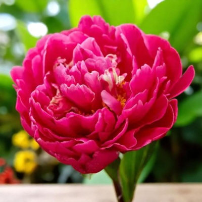 Paeonia Bare Roots - Karl Rosenfield - Spring Flowering Perennials