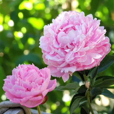 Paeonia Bare Roots - Sarah Bernhardt - Spring Flowering Perennials