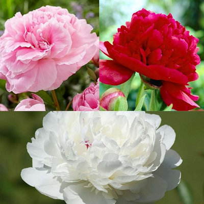 Paeonia lactiflora hybrids (Peony) in 12cm Pot - Mixed Colours - Beautiful Flowers to add Colour to Your Garden (1 Plant)