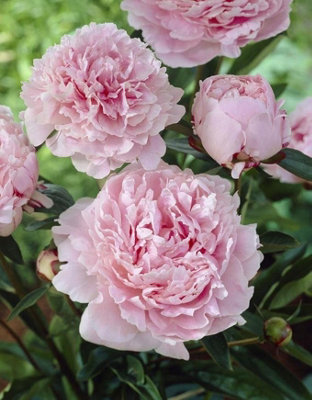 Paeonia lactiflora hybrids (Peony) in 12cm Pot - Mixed