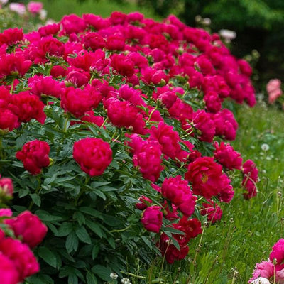 paeonia-lactiflora-hybrids-