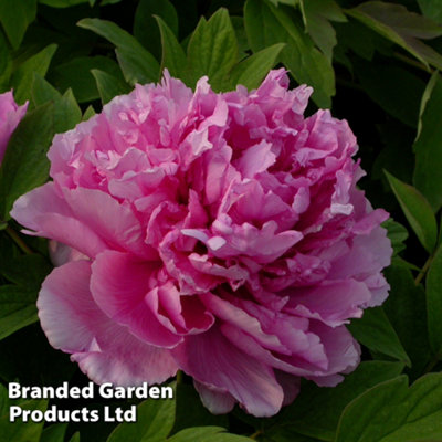 Buy Paeonia (Tree Peony) Lu He Hong 6 Litre Pot x 1 at B&Q