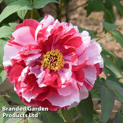 Paeonia (Tree Peony) Shimanishiki 1 Bare Root | DIY at B&Q