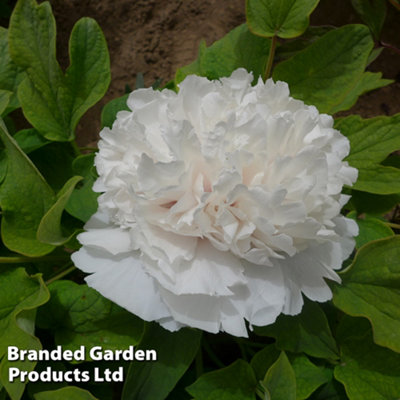 paeonia-tree-peony-snow-tower-