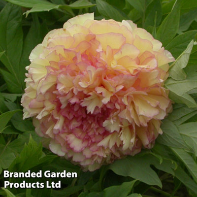 Disney - peony 10 TREE PEONY Mountain Paeony Paeonia Suffruticosa Arborea