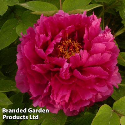 Paeonia (Tree Peony) x suffruticosa Luo Yang Hong 6 Litre Potted Plant ...