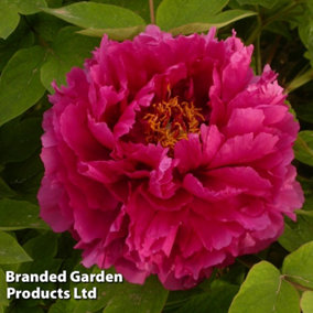 Paeonia (Tree Peony) x suffruticosa Luo Yang Hong 6 Litre Potted Plant x 2