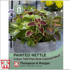 Painted Nettle 1 Seed Packet (15 Seeds)