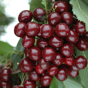 Pair Cherry Fruit Bush 'Porthos' in 3L Pot 60-80cm Tall