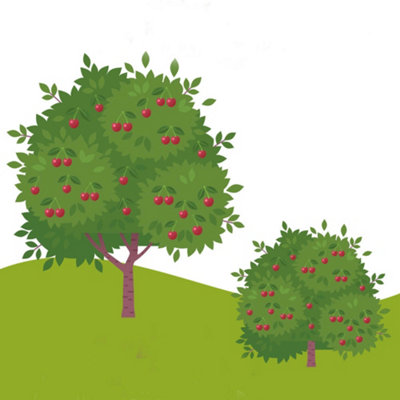 Pair Cherry Fruit Bush 'Porthos' in 3L Pot 60-80cm Tall - 5