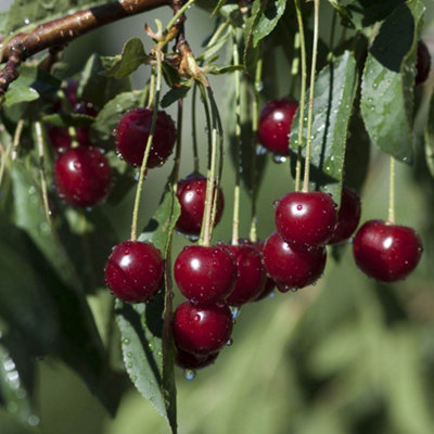Pair Cherry Fruit Bush 'Porthos' in 3L Pot 60-80cm Tall - 6