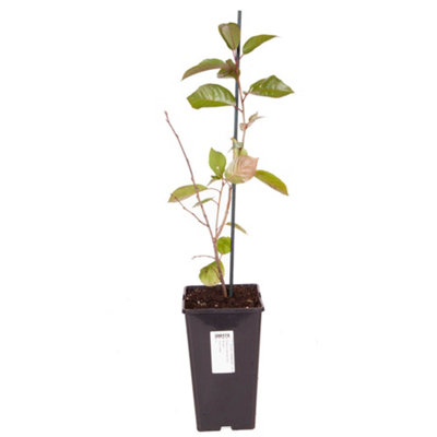 Pair Cherry Fruit Bush 'Porthos' in 3L Pot 60-80cm Tall - 7