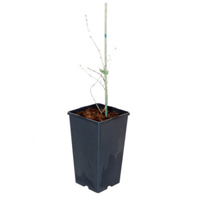 Pair Cherry Fruit Bush 'Porthos' in 3L Pot 60-80cm Tall - 8