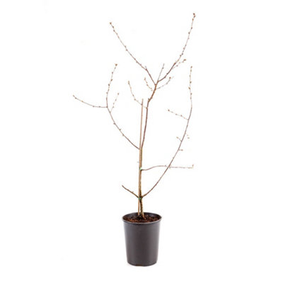 Pair Cherry Fruit Bush 'Porthos' in 3L Pot 60-80cm Tall - 9