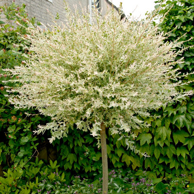 Pair Flamingo Willow Salix Nishiki standards in 3L Pots - 4