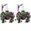 Pair of Artificial Fuchsia Flowers Rattan Hanging Basket Decoration Purple 25cm