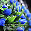 Pair of Best Artificial 38cm Blue Lush Tulip Hanging Basket Flower Topiary Ball - Weather & Fade Resistant