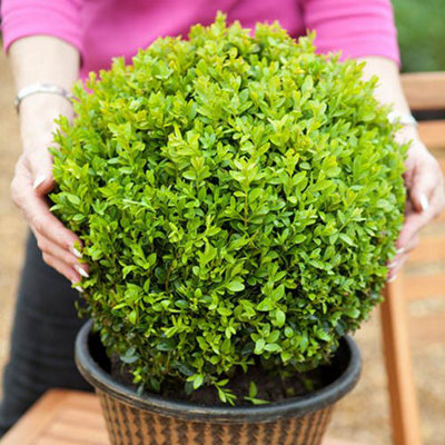 Pair of Box Buxus Balls 25-30cm Diameter in 5L Pots Ornamental Shrubs