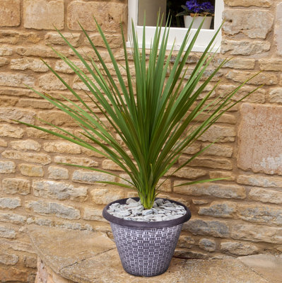 Pair of Cordylines with Decorative 'Wicker' Planters