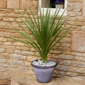 Pair of Cordylines with Decorative 'Wicker' Planters