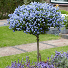 Pair of Hardy Californian Lilac Ceanothus Standard Trees - 3L Pots 80-90cm Tall, Blue Flowers, UK Hardy Garde Plant