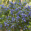 Pair of Hardy Californian Lilac Ceanothus Standard Trees - 3L Pots 80-90cm Tall, Blue Flowers, UK Hardy Garde Plant