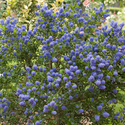 Ceanothus 'Blue Jeans' – Singing Tree Gardens Nursery