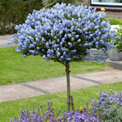 Pair of Hardy Californian Lilac, Ceanothus Standard Trees - 3L Pots 80-90cm Tall, Blue Flowers, UK Hardy Garden Plant