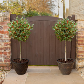 Pair of Holly Tree Standards with Real Berries, 80-100cm Tall, with Gold Effect Planters, Supplied as Garden Ready Potted Plants