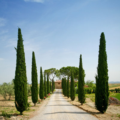 Pair of Italian Cypress Trees (Set of 2), 1.2m - 1.4m Tall in 20cm Pots, Ornamental Evergreen Trees