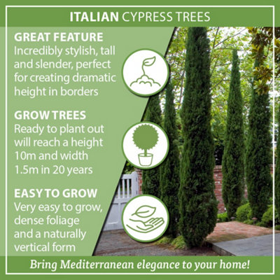 Pair of Italian Cypress Trees (Set of 2), 1.2m - 1.4m Tall in 20cm Pots, Ornamental Evergreen Trees