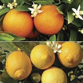 Pair of Large Orange and Lemon Trees in 4/5L Pots Plus 150g Citrus Feed, House Plant, Conservatory or Garden Plants