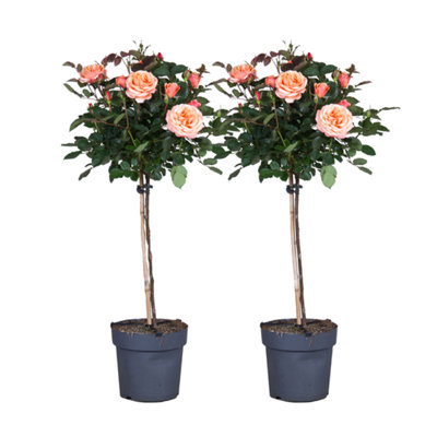 Palace Rose - 2 pcs. - Rosa palace Chaterine - Height 80-100cm