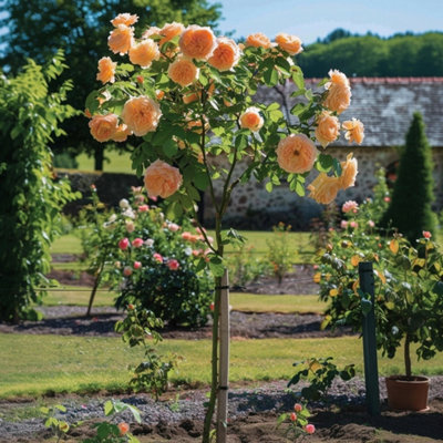 Palace Rose - 2 pcs. - Rosa palace Chaterine - Height 80-100cm