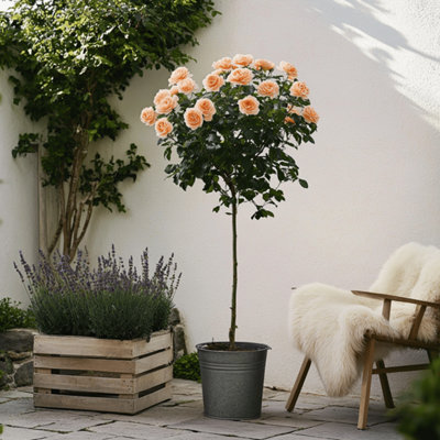 Palace Rose - 2 pcs. - Rosa palace Chaterine - Height 80-100cm