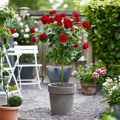 Palace Rose - Rosa palace Pride - Height 80-100cm - Pot 19cm