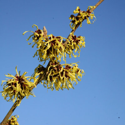 Pallida Witch Hazel Shrub Plant Hamamelis x Intermedia 3L Pot 30cm - 40cm