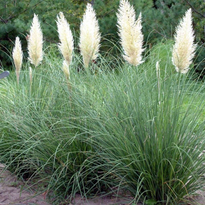 Pampas Grass 'Pumila' - White Cortaderia Plant in 2 Litre Pot - 35-45cm High - 3